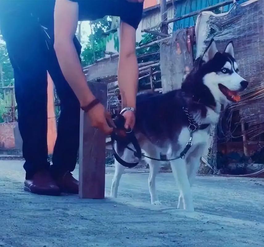 新澳2025年正版资料和7岁男孩遭3只犬撕咬与7岁男孩遭3只犬撕咬怎么办