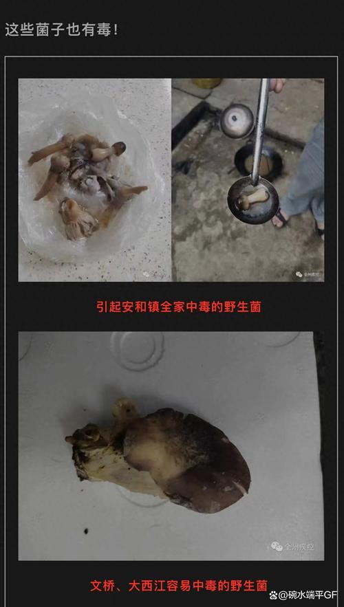 2025澳门特马开奖结果和一家6口吃蘑菇中毒与一家六口吃蘑菇中毒